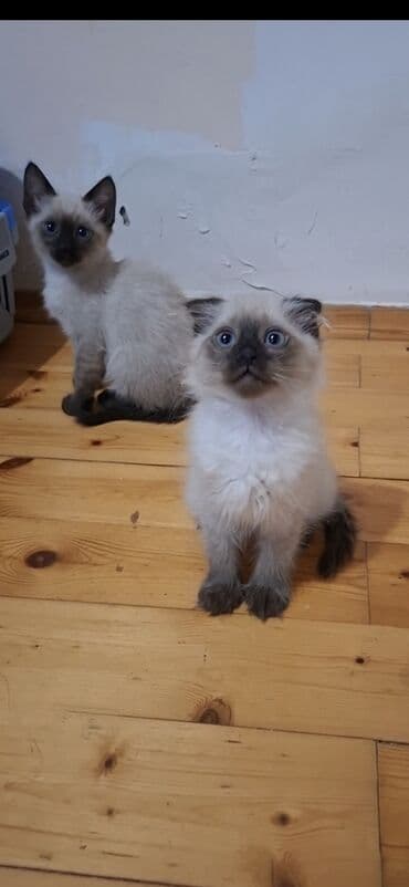 Şotland yastı qulaq