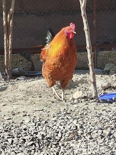 Salam 10 aylıq sağlam kənd xoruzudur. Həyətdə başqa xoruzlarla yola lalafo.az -da Salam 10 aylıq sağlam kənd xoruzudur. Həyətdə başqa xoruzlarla yola