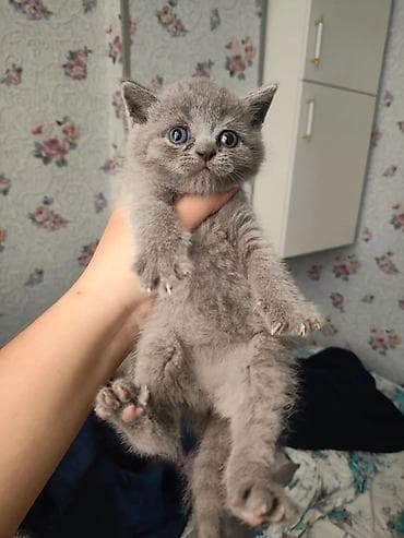 Gəmiricilər: Britan — 2