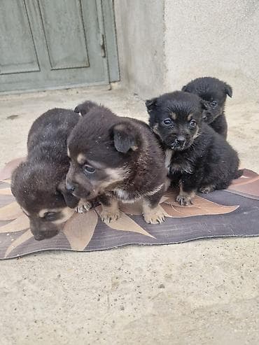 bala it: Zvonok — 2