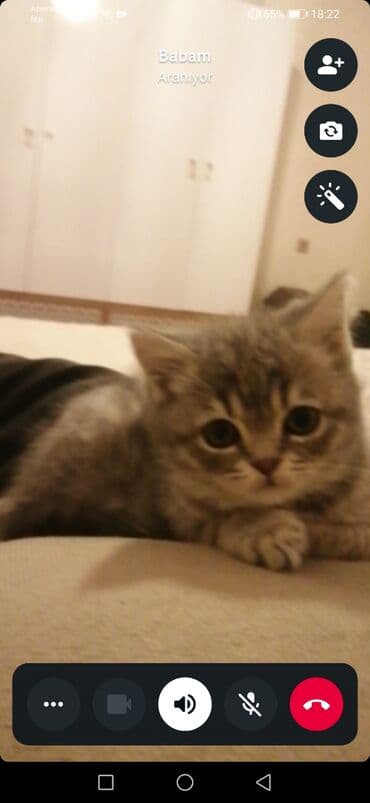 pitbull tap az: Şotland, Erkək, Ünvandan götürmə — 4