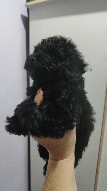 Pişiklər: Pudel, 2 ay — 2