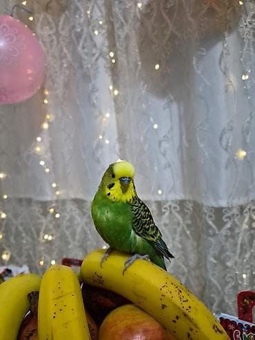 avçarka bala: Məhsul: Dalmatian naxışlı yaşıl-sarı büdcərigar (dalmatin/quşcığaz – — 2