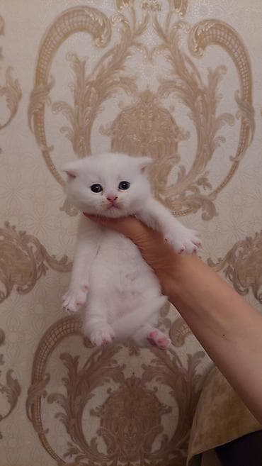 Şotland, Dişi, Ödənişli çatdırılma, Ünvandan götürmə