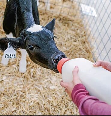 Коровы, быки: Кормушка, Для еды, Для животных, Самовывоз, Платная доставка, Доставка в районы — 1