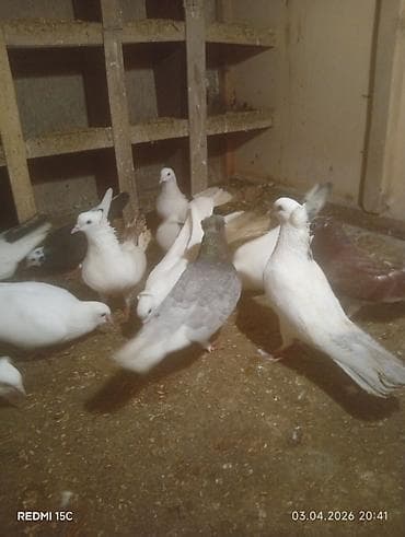 goyerçin: 13 dənə quşdu Sağlamlığına başım kimi cavabdehəm təcili satılır diyə — 2