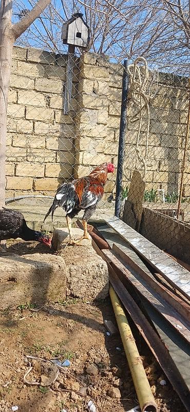 ingilis setteri it cinsi digər adı: Toyuqçuluq üçün xoruz - Növ: Uzunboylu, güclü skeletli, incə bədən — 2