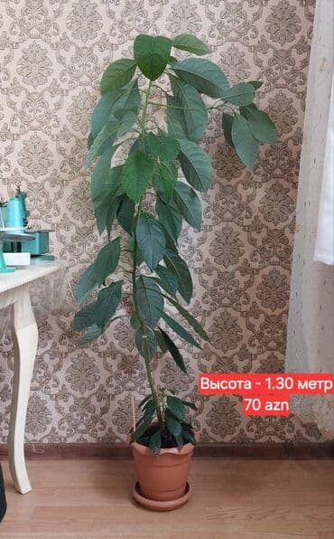 püstə ağacı: 🌱 Авакадо. Красивые деревья из косточки, были посажены дома около 5-ти — 5