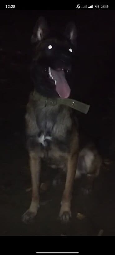 kanqal itlər: Belçika çoban iti, 1 il, Erkek, Peyvəndli — 3