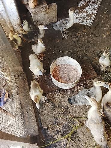 Macar ördeyi lal 5 manatdan 10 manata qədər qiymetlerle — 8