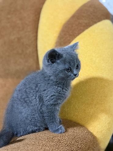 Britan lalafo.az -da Britan