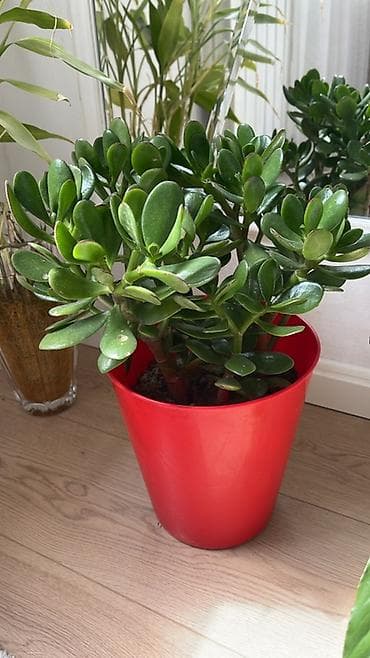 Məhsul: Qrasula (Pul ağacı) – saksıda otaq bitkisi • Bitki tipi