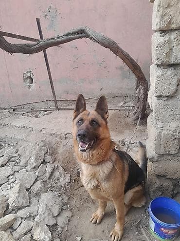 Pişiklər: Alman çoban iti, 3 il, Dişi, Peyvəndli — 4