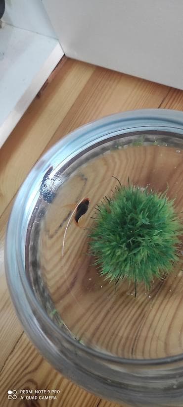 Şüşə akvarium 2 balıq balıqın rəng seçimi var ot daxil deyil — 3
