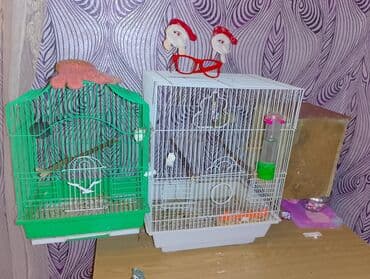 Pişiklər: Dalmaçı qayığı (nimfa/paraket) üçün yuvalama qutusu və cüt dalğıc — 5