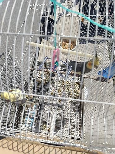 samoyed satılır: Yetişkin quşlardır yumurtlamağa hazırlaşırlar 1 dəfə bala çıxardıblar — 1