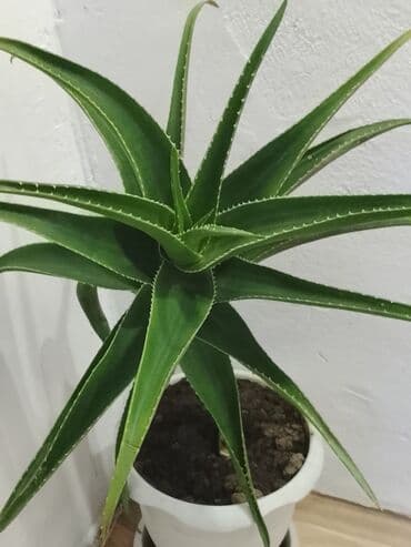 tikanlı bitkilər: Aloe vera (sukulent) – dibçəkdə yetişdirilmiş dekorativ-şəfalı bitki — 2
