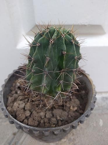 budda: Məhsul: Daxili dekorativ bitkilər (bir neçə növ saksı bitkisi) — 3