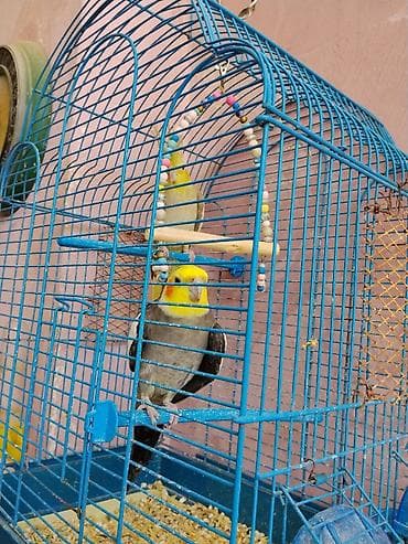 tap.az heyvanlar qusar: İki ədəd Dişi erkek.Sağlam Və Aktif heyvanlardı 1 yaşlari Var Saxlamaq — 4