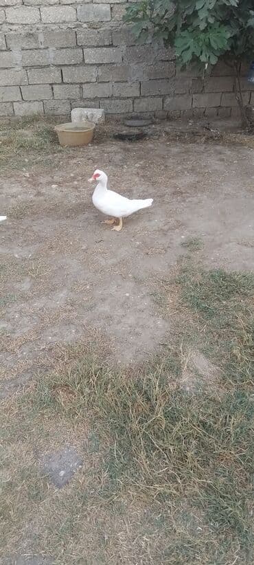 Dişi, | Lal ördək, Damazlıq