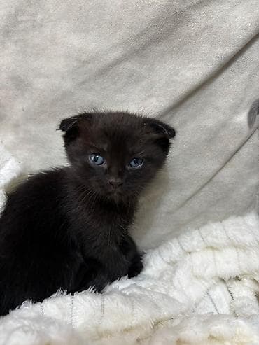 bala pişik ucuz: Boz rəngli balaca pişik balası - Cins: boz xəzli, qısa tüklü pişik — 6