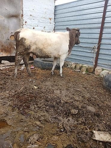 etlik cuceler: Dana, buzov, Dişi, Simental, ay: 6, Damazlıq, Südlük, Ətlik — 1