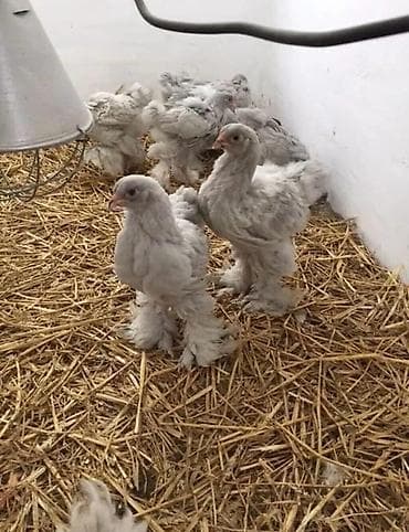 Gəmiricilər: Toyuq, Brama, Damazlıq — 5