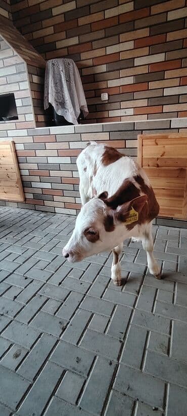 Gəmiricilər: Temiz super damazlig simental dana 1 aylig — 3