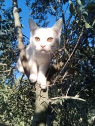 pişik tualet: Erkək, Dişi, Yaxşı əllərə, Ödənişli çatdırılma — 7