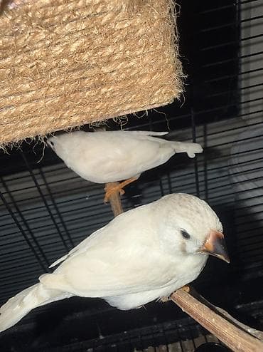 danisan popuqay: Amadin quşlari, hamısı ayrı ayrı cütlərdi, Gözüm kimi baxdiğım çox — 9