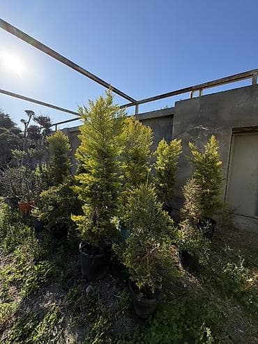 defne agaci: Bonsai üslubunda formalaşdırılmış zeytun ağacları - Bitki: Olea — 5