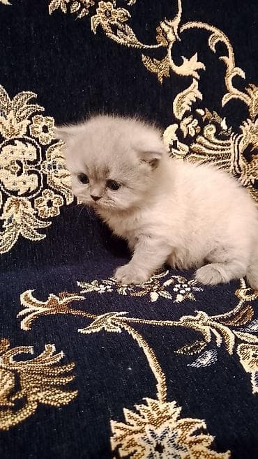 pisik ucun evler: Britan — 1