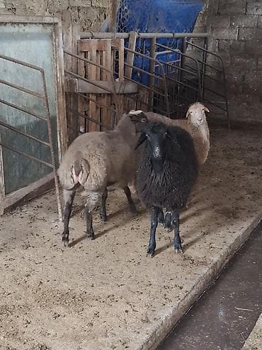 Satışda: Qoyunlar (3 baş) - Növ: Qarışıq yerli ətlik/ələtlik qoyunlar