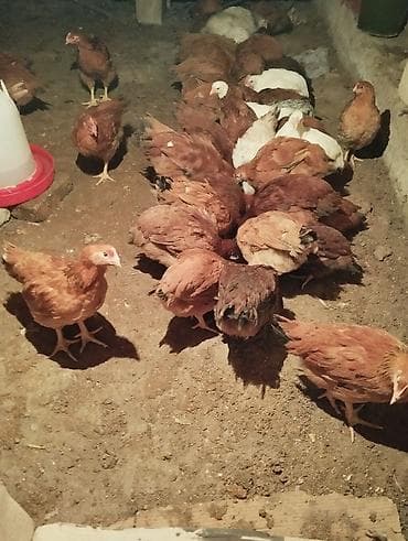 Зоотовары: Курица, Для яиц — 2