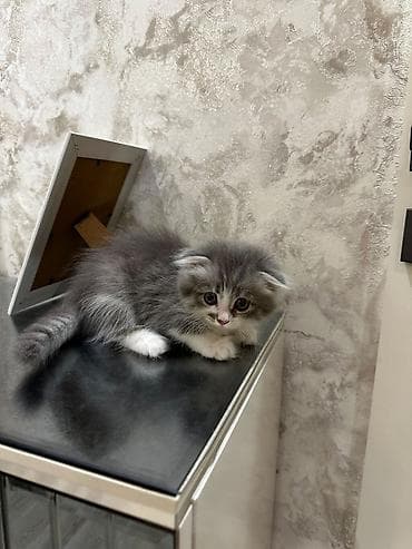 Şotland yastı qulaq