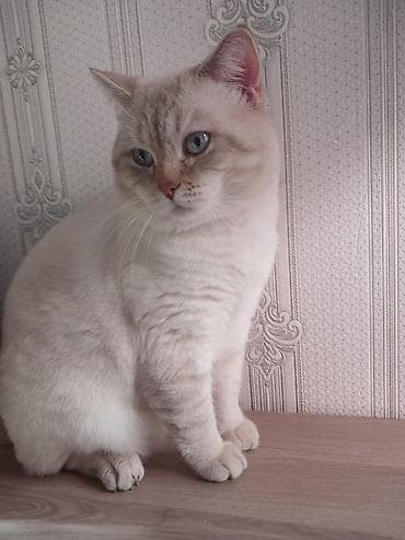 pişik satilir: Britan — 5