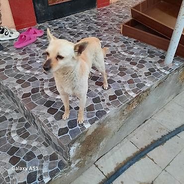 balaca boyumeyen itler: Şpitz — 3