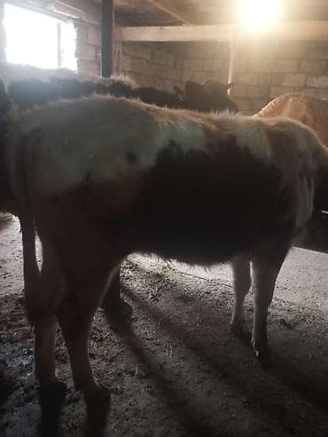 it satanlar: Malar satılır 2 dənə sağlamlıq düyədi.1kəsimə yarıyır.qiymət3100 — 4