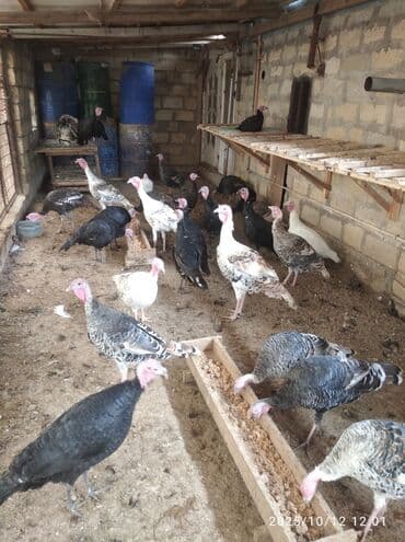 домики для кошек баку: Самка, Для разведения, Бесплатная доставка — 3