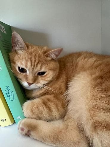 balaca pisik sekilleri: Şinşilla, Erkək, Yaxşı əllərə, Ödənişli çatdırılma — 6