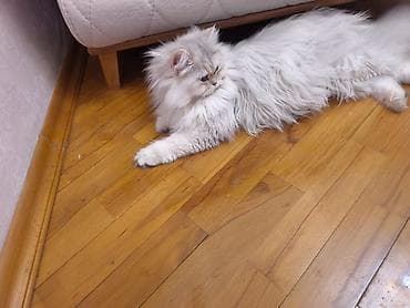 pişiy: Dişidi çütleşdirilir 0702500507 — 4