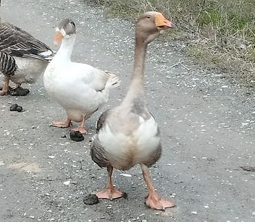 Məhsul: Qaz sürüsü Təsvir:ağlı bozlu dişi biz sinəsi ağ olan
