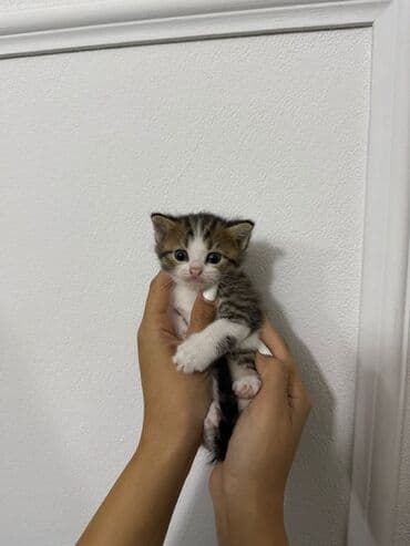 купить тайского котенка: Şinşilla, Yaxşı əllərə — 5