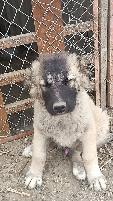 it qovan cihaz: Kanqal — 8