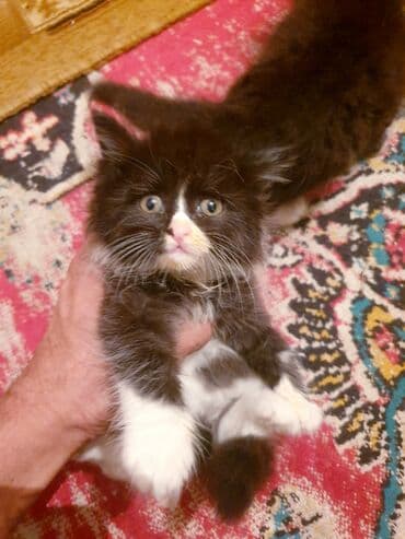 где можно купить котенка: Məhsul: Ev pişiyi və balası Təsvir: - Şəkillərdə iki pişik görünür — 10