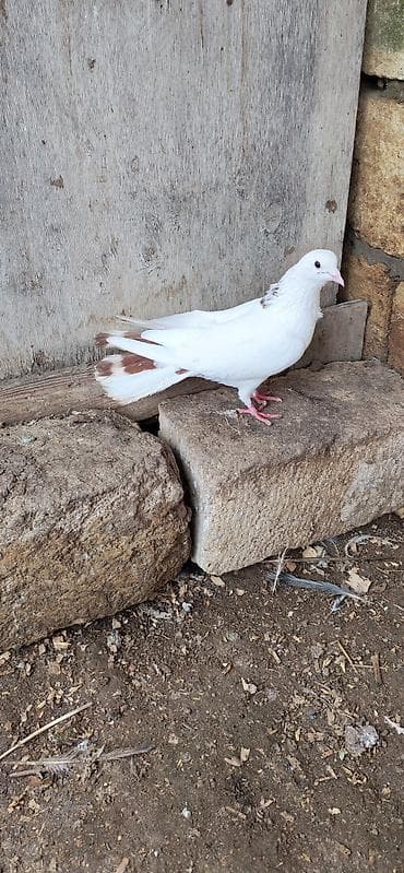 goyercinler: 17 18 tük olmalıdıErkəydi qiymət 15 manat — 1