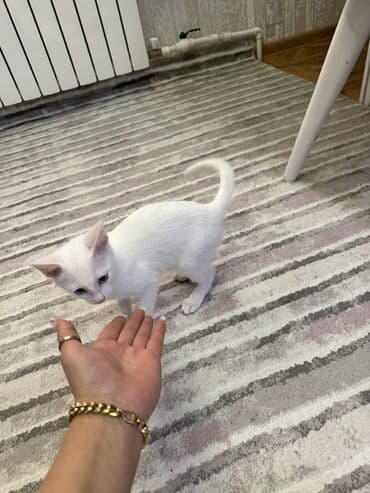 vəhşi pişik: Van, Dişi, Yaxşı əllərə — 6