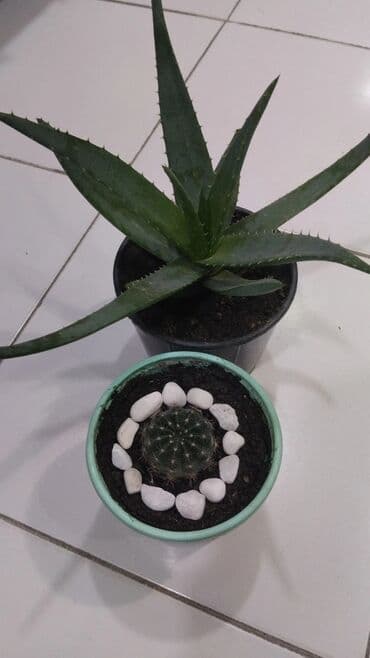 где купить алоэ вера: Evlərinizi və ofislərinizi gözəlləşdirəcək kaktus və aloe vera — 1