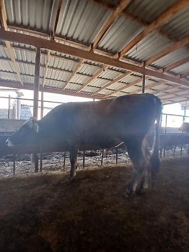 inək dana: Super sort erkək danadı 1 yaşını təzə keçib anası südlü inəkdi deyə — 4