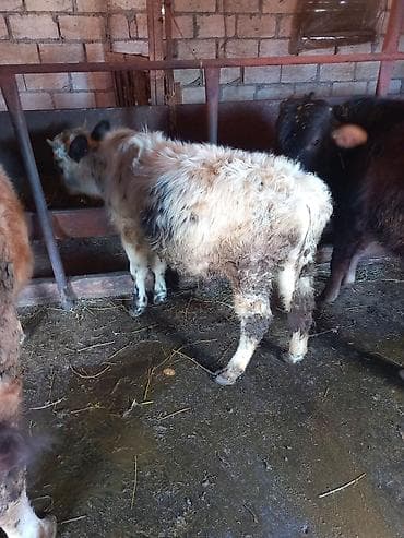 xırda buynuzlu heyvanlar: Satılır: Qara‑ağ rəngli, erkey dana - Növ: Mal-qara (buzov) - Rəng — 2